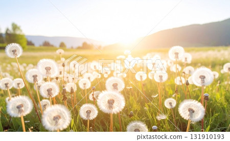 A spring meadow covered in dandelion fluff 2 131910193
