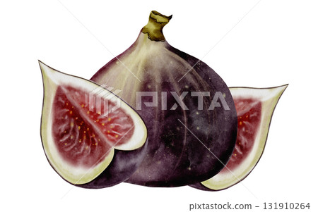Fig watercolor drawing. Fig tree fruit illustration on a white background. Food clip art. Ideal for cosmetics logos and culinary recipes. Fig watercolor drawing. Fig tree fruit illustration on a white background. Food clip art. Ideal for cosmetics logos and culinary recipes. 131910264