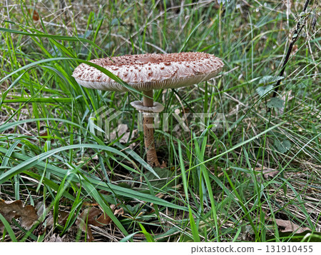Wild mushrooms collected in the forest. Wild mushrooms collected in the forest. 131910455