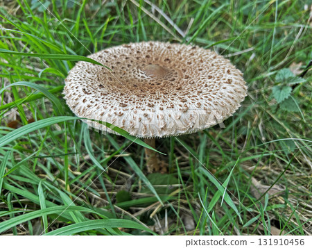 Wild mushrooms collected in the forest. Wild mushrooms collected in the forest. 131910456
