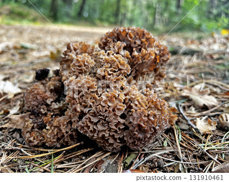 Wild mushrooms collected in the forest. 131910461