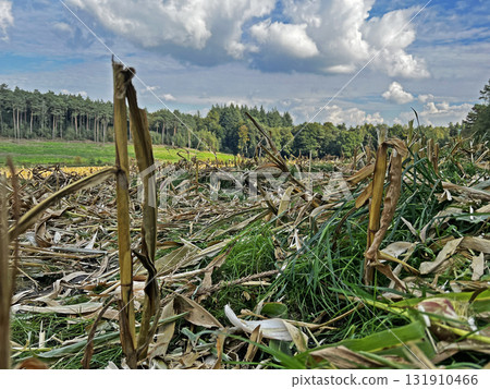 Corn field after harvest. Corn field after harvest. 131910466