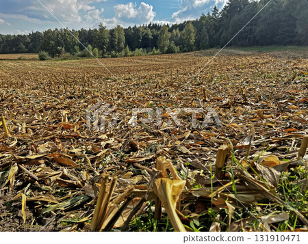 Corn field after harvest. 131910471