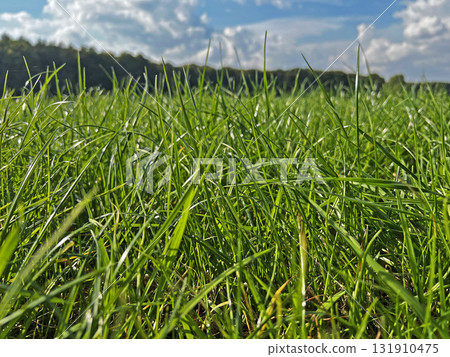 Green grass on a field in the forest. 131910475