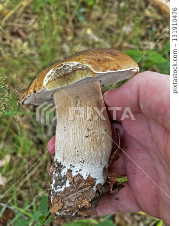 Wild mushrooms collected in the forest. 131910476