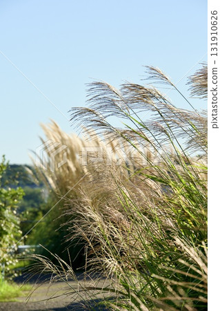 Pampas Grass at Ghibli Park Pampas Grass at Ghibli Park 131910626
