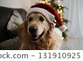 Cute Golden Retriever Dog In Santa Hat At Home On Christmas 131910925