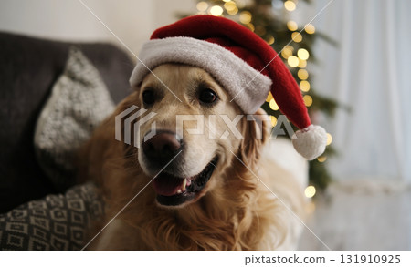 Cute Golden Retriever Dog In Santa Hat At Home On Christmas Cute Golden Retriever Dog In Santa Hat At Home On Christmas 131910925