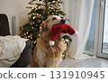 Cute Golden Retriever Holding Santa Hat In Mouth At Home On Christmas 131910945