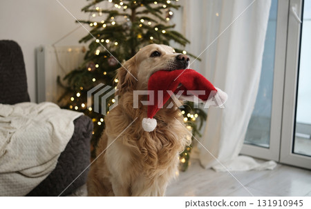 Cute Golden Retriever Holding Santa Hat In Mouth At Home On Christmas 131910945
