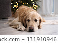 Adorable Golden Retriever Dog Lying On A Floor Looking Sad 131910946