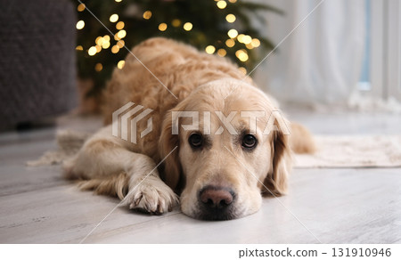 Adorable Golden Retriever Dog Lying On A Floor Looking Sad Adorable Golden Retriever Dog Lying On A Floor Looking Sad 131910946