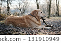 Happy Golden Retriever Dog On A Frosty Walk Bites A Stick On Icy Grass 131910949