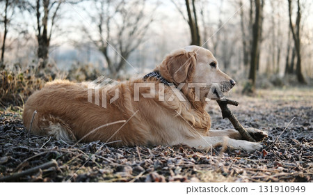 Happy Golden Retriever Dog On A Frosty Walk Bites A Stick On Icy Grass Happy Golden Retriever Dog On A Frosty Walk Bites A Stick On Icy Grass 131910949
