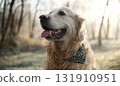 Adorable Golden Retriever Dog Plays In The Frosty Forest, Cute Morning Portrait 131910951