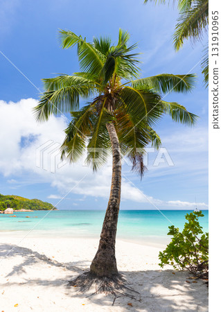 Coconut palm tree grows from white sand under blue sky.  Seychelles landscape 131910965
