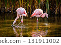 Pink Flamingo Birds And A Pair Of Amazing Birds Hunting In Shallow Water 131911002