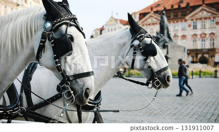 Beautiful Pair Of Horses Harnessed To A Sightseeing Carriage For A Tourist Ride 131911007