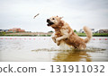 Happy, Joyful Golden Retriever Running And Playing In The Water. The Dog Full Of Joy 131911032