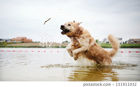 Happy, Joyful Golden Retriever Running And Playing In The Water. The Dog Full Of Joy 131911032