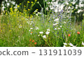 White Flowers And Grass On A Meadow On A Summer Day 131911039