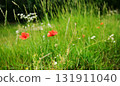Red Poppy Flowers Blossoming In The Grassy Meadow On A Summer Day 131911040