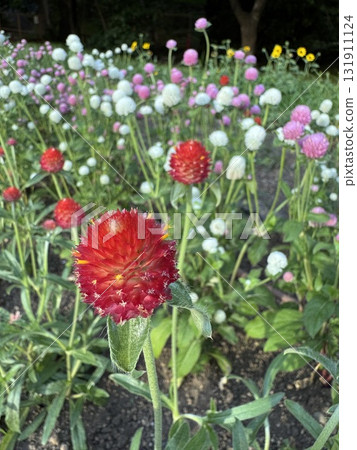 Flower bed with crape myrtle in bloom 131911124