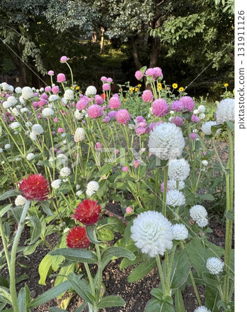 紫薇花盛開的花壇 紫薇花盛開的花壇 131911126