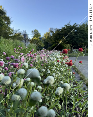 Flower bed with crape myrtle in bloom Flower bed with crape myrtle in bloom 131911127