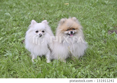 Two cute pomeranians Two cute pomeranians 131911241