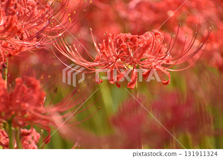 Red spider lily blooming bright red 131911324