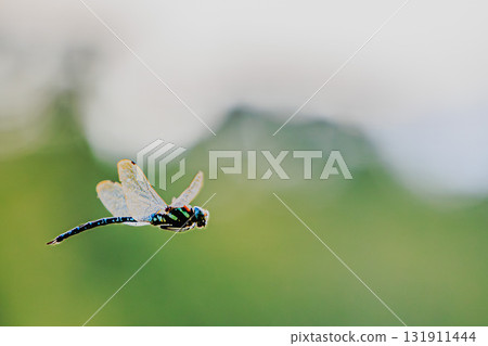 A spotted dragonfly soaring through the sky 131911444