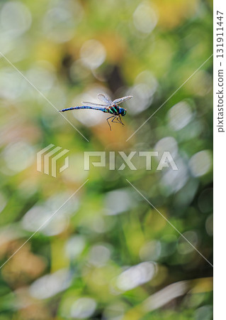 dragonfly, bug, hexapod 131911447