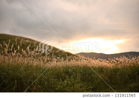 Sengokuhara Pampas Grass Fields sparkling in the setting sun 131911565