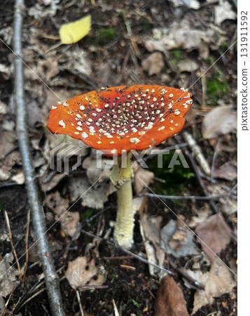 Wild mushrooms growing in the forest. Germany 131911592