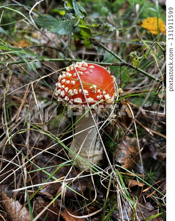 Wild mushrooms growing in the forest. Germany Wild mushrooms growing in the forest. Germany 131911599