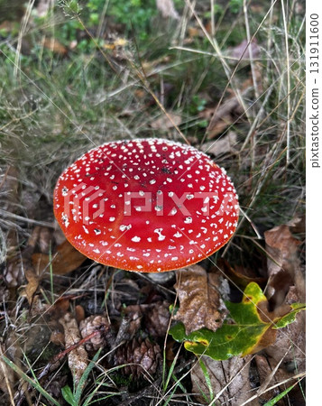 Wild mushrooms growing in the forest. Germany 131911600