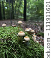 Wild mushrooms growing in the forest. Germany 131911601