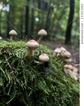 Wild mushrooms growing in the forest. Germany Wild mushrooms growing in the forest. Germany 131911602