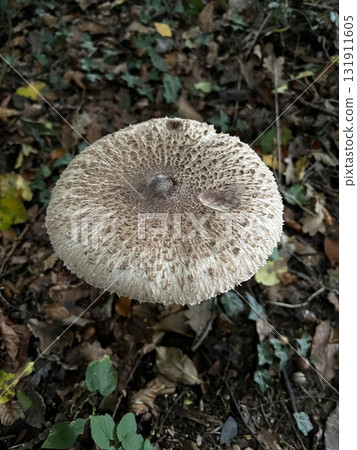 Wild mushrooms growing in the forest. Germany Wild mushrooms growing in the forest. Germany 131911605