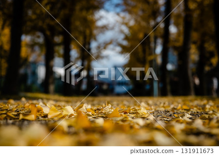 Fallen ginkgo leaves and rows of ginkgo trees 131911673