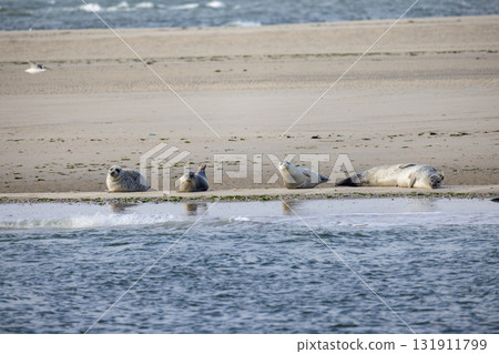 Eierland, De Cocksdorp, Texel, The Netherlands, Oktober 28th, 2024, Seals are seen resting Eierland, De Cocksdorp, Texel, The Netherlands, Oktober 28th, 2024, Seals are seen resting 131911799
