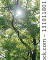 陽光透過樹木灑在大朝彥神社 131911801
