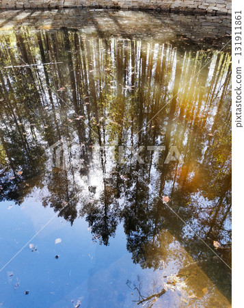Reflections of tall trees in still water creating a serene natural landscape scene 131911861