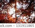 秋天的楓葉 131911865