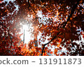 秋天的楓葉 131911873