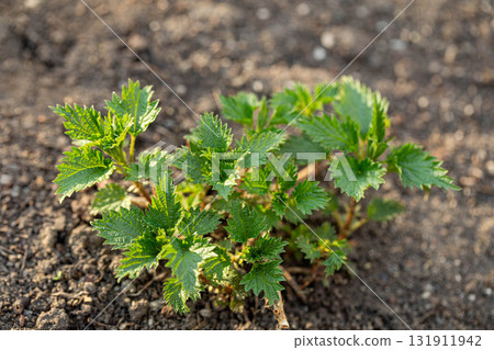 Green young spring nettle growing in rich soil under natural sunlight Top view Green young spring nettle growing in rich soil under natural sunlight Top view 131911942