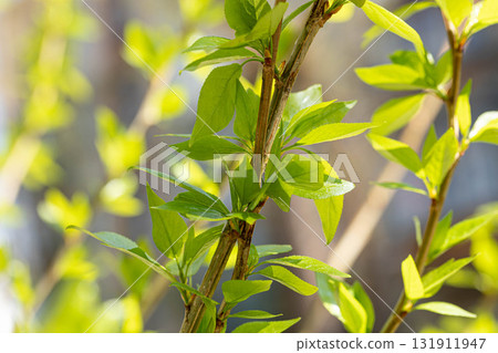 Close up fresh spring green leaves on branches illuminated by sunlight in natural outdoor setting 131911947