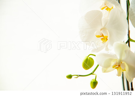 白色蝴蝶蘭花 131911952