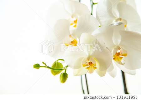 白色蝴蝶蘭花 131911953